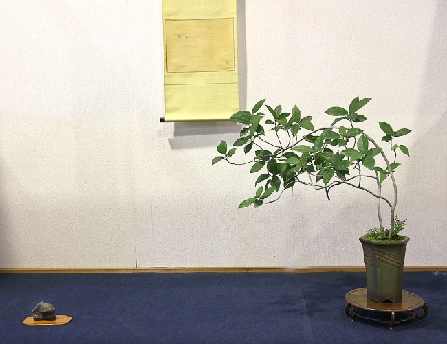 Hydrangea Bonsai from 1999 61